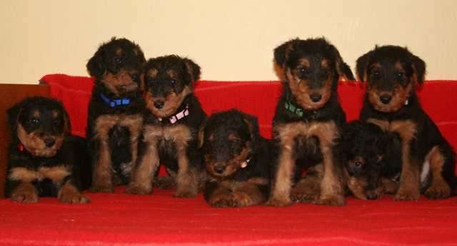 Airedale Terrier Verkaufen